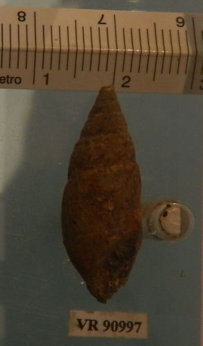 fossile -  ( RONCA' , VR ) VESTENANOVA (VERONA)