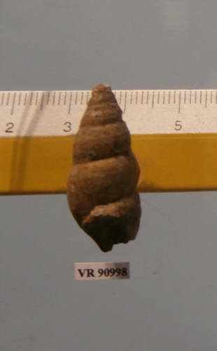 fossile -  ( RONCA' , VR ) VESTENANOVA (VERONA)