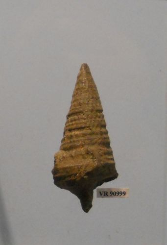 fossile -  ( RONCA' , VR ) VESTENANOVA (VERONA)