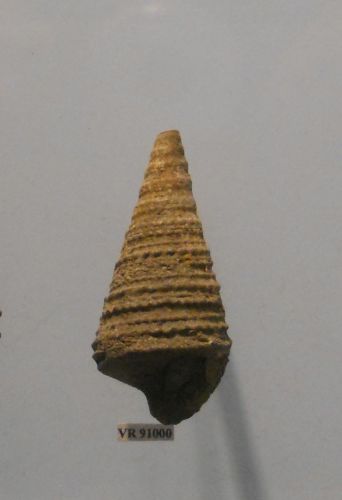 fossile -  ( RONCA' , VR ) VESTENANOVA (VERONA)