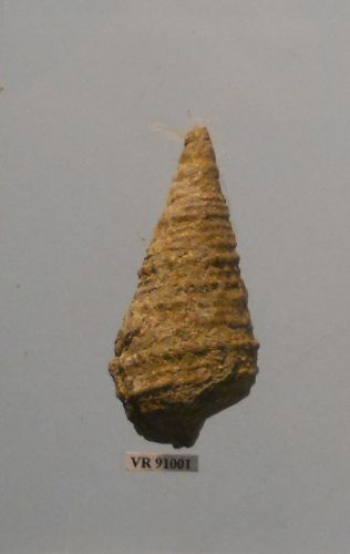 fossile -  ( RONCA' , VR ) VESTENANOVA (VERONA)