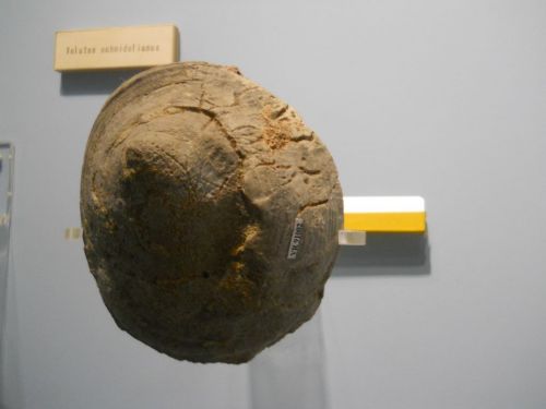 fossile -  ( RONCA' , VR ) VESTENANOVA (VERONA)