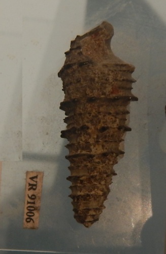 fossile -  ( RONCA' , VR ) VESTENANOVA (VERONA)