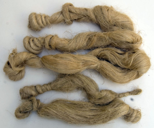 pennecchio di canapa