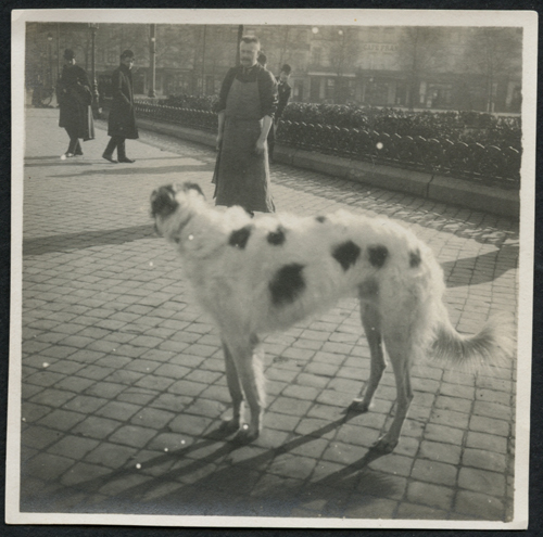 Levriero / positivo / Ciardi, Emma; / 1900