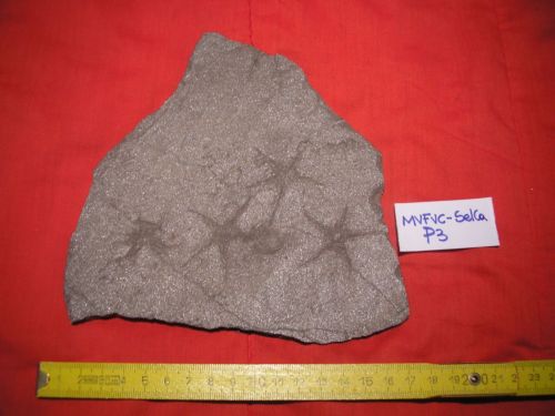 fossile -  ( FORNO DI ZOLDO , BL ) SELVA DI CADORE (BELLUNO) 