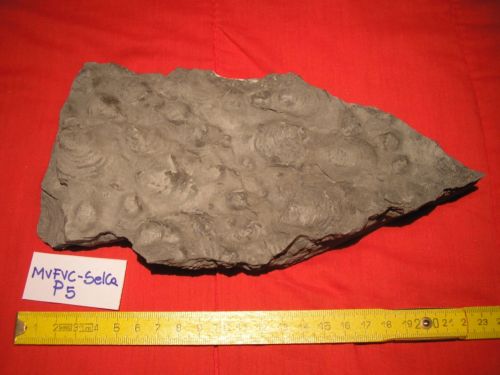 fossile -  ( ROCCA PIETORE , BL ) SELVA DI CADORE (BELLUNO) 