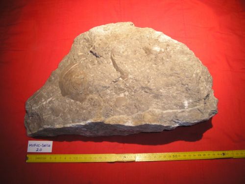 fossile -  ( SELVA DI CADORE , BL ) SELVA DI CADORE (BELLUNO) 