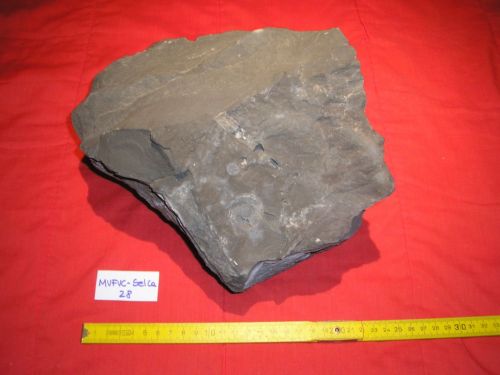 fossile -  ( SELVA DI CADORE , BL ) SELVA DI CADORE (BELLUNO) 