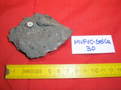 fossile -  ( SAN VITO DI CADORE , BL ) SELVA DI CADORE (BELLUNO) 