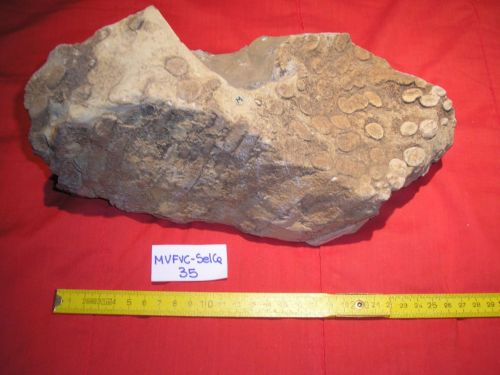 fossile -  ( LIVINALLONGO DEL COL DI LANA , BL ) SELVA DI CADORE (BELLUNO) 