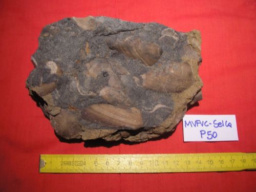 fossile -  ( CORTINA D'AMPEZZO , BL ) SELVA DI CADORE (BELLUNO) 