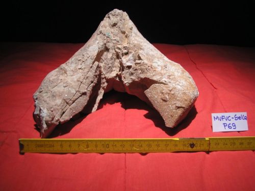 fossile -  ( CORTINA D'AMPEZZO , BL ) SELVA DI CADORE (BELLUNO) 