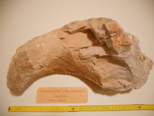 fossile - SELVA DI CADORE (BELLUNO) 