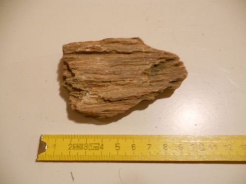 fossile - SELVA DI CADORE (BELLUNO) 