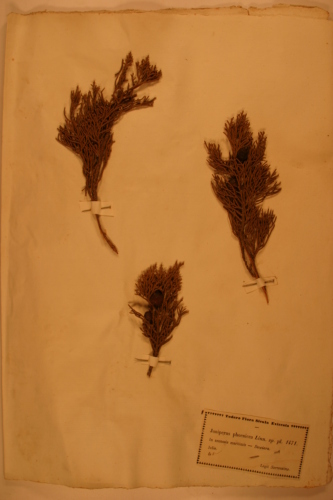 campione ( CATANIA , CT )  - CONEGLIANO (TREVISO)