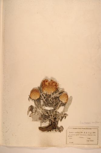 campione ( PALERMO , PA )  - CONEGLIANO (TREVISO)