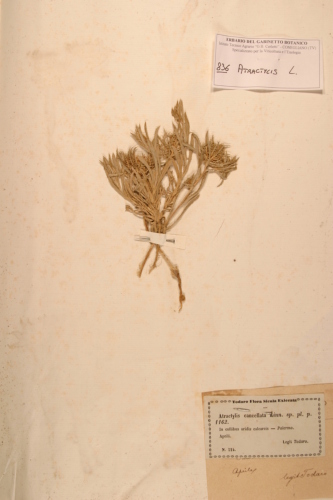 campione ( PALERMO , PA )  - CONEGLIANO (TREVISO)