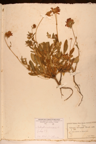 campione ( ERICE , TP )  - CONEGLIANO (TREVISO)