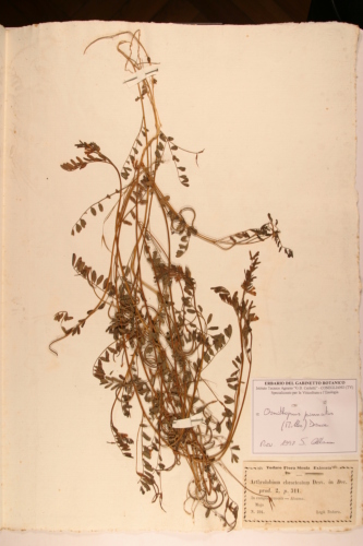 campione ( ALCAMO , TP )  - CONEGLIANO (TREVISO)