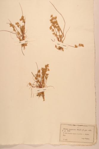 campione ( ALCAMO , TP )  - CONEGLIANO (TREVISO)