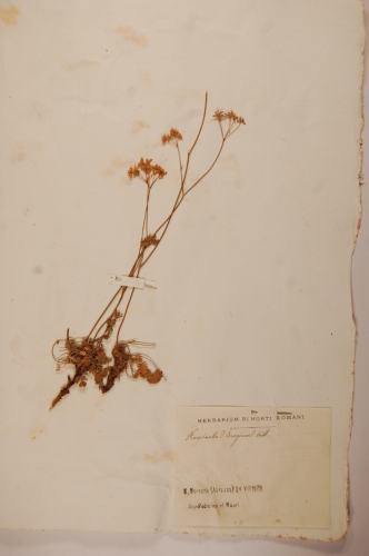 campione - CONEGLIANO (TREVISO)