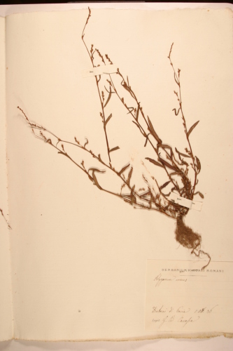 campione ( PAVIA , PV )  - CONEGLIANO (TREVISO)