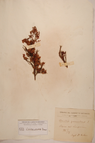 campione - CONEGLIANO (TREVISO)