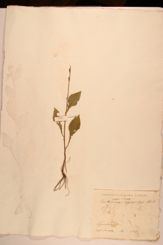 campione - CONEGLIANO (TREVISO)