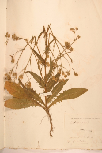 campione ( ROMA , RM )  - CONEGLIANO (TREVISO)