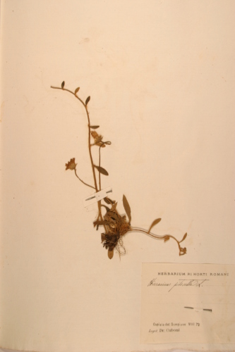 campione - CONEGLIANO (TREVISO)