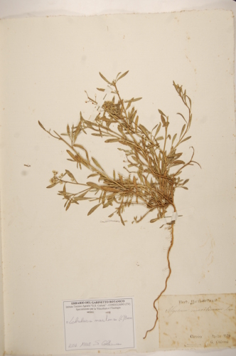 campione ( GAETA , LT )  - CONEGLIANO (TREVISO)