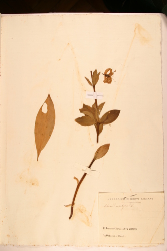 campione - CONEGLIANO (TREVISO)