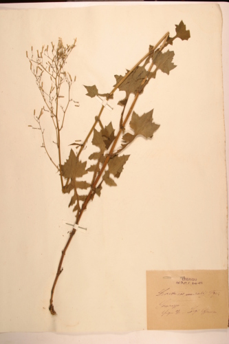 campione ( SERAVEZZA , LU )  - CONEGLIANO (TREVISO)