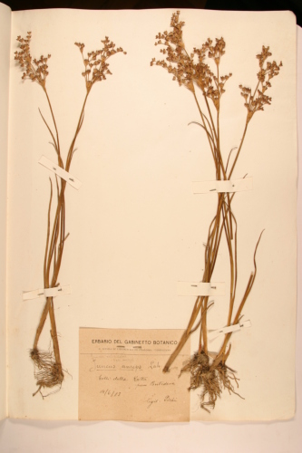 campione ( PONTEDERA , PI )  - CONEGLIANO (TREVISO)