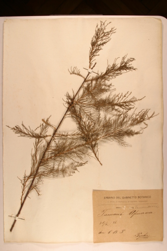 campione ( PISA , PI )  - CONEGLIANO (TREVISO)