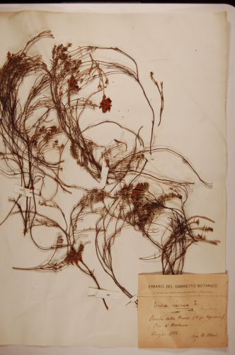 campione ( LUCCA , LU )  - CONEGLIANO (TREVISO)