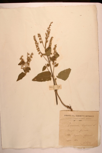 campione ( FIUMALBO , MO )  - CONEGLIANO (TREVISO)