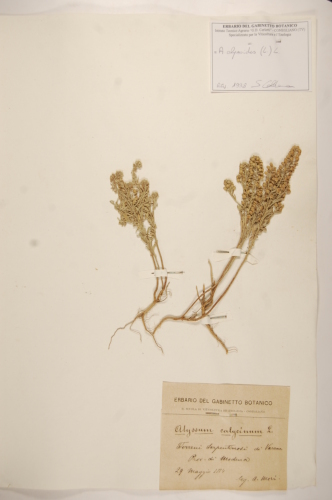 campione ( SERRAMAZZONI , MO )  - CONEGLIANO (TREVISO)