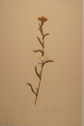 campione - CONEGLIANO (TREVISO)