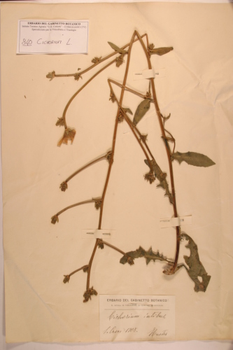 campione ( BELLUNO , BL )  - CONEGLIANO (TREVISO)