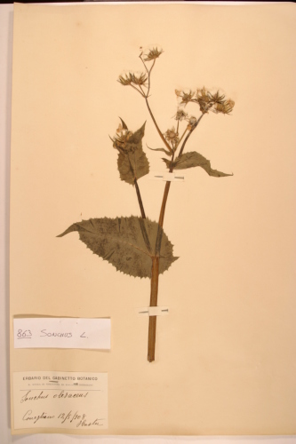 campione ( CONEGLIANO , TV )  - CONEGLIANO (TREVISO)