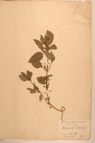 campione ( CONEGLIANO , TV )  - CONEGLIANO (TREVISO)