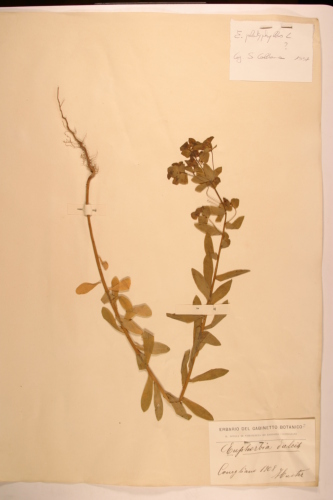 campione ( CONEGLIANO , TV )  - CONEGLIANO (TREVISO)