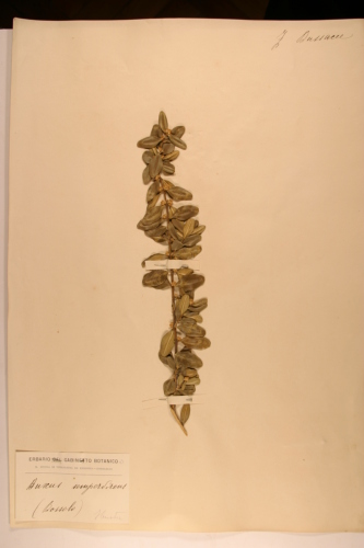 campione - CONEGLIANO (TREVISO)