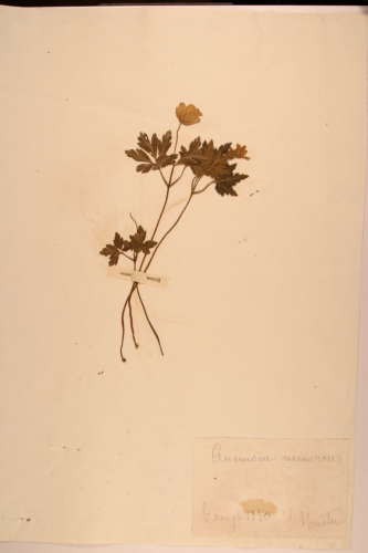 campione ( CONEGLIANO , TV )  - CONEGLIANO (TREVISO)