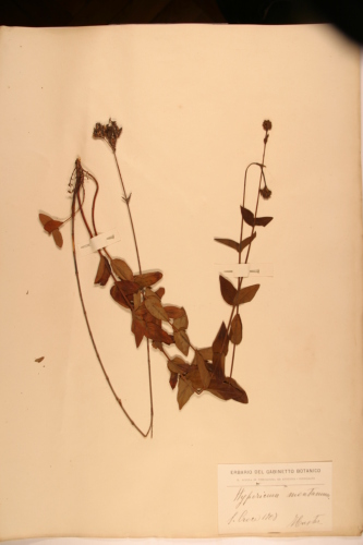 campione ( CONEGLIANO , TV )  - CONEGLIANO (TREVISO)